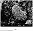 Fig. 04 - NOVEL METHOD FOR MANUFACTURING CONGLOMERATED GRAPHITE, THE CONGLOMERATED GRAPHITE MANUFACTURED USING THE METHOD, AND SECONDARY BATTERY INCLUDING THE CONGLOMERATED GRAPHITE AS AN ANODE ACTIVE MATERIAL