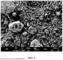Fig. 05 - NOVEL METHOD FOR MANUFACTURING CONGLOMERATED GRAPHITE, THE CONGLOMERATED GRAPHITE MANUFACTURED USING THE METHOD, AND SECONDARY BATTERY INCLUDING THE CONGLOMERATED GRAPHITE AS AN ANODE ACTIVE MATERIAL