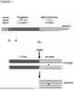Fig. 02 - METHOD FOR MODULATING APPETITE