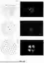 Fig. 07 - POLYMER MICROPARTICLE, PREPARATION METHOD THEREFOR AND USE THEREOF