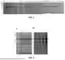 Fig. 02 - CHIMERIC PROTEIN PRODUCTION PROCESS, CHIMERIC PROTEIN, GENE, IMMUNOGENIC COMPOSITION AND USES