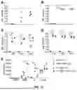 Fig. 07 - CHIMERIC PROTEIN PRODUCTION PROCESS, CHIMERIC PROTEIN, GENE, IMMUNOGENIC COMPOSITION AND USES