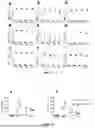 Fig. 08 - CHIMERIC PROTEIN PRODUCTION PROCESS, CHIMERIC PROTEIN, GENE, IMMUNOGENIC COMPOSITION AND USES