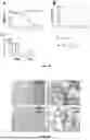 Fig. 09 - CHIMERIC PROTEIN PRODUCTION PROCESS, CHIMERIC PROTEIN, GENE, IMMUNOGENIC COMPOSITION AND USES