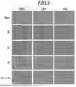 Fig. 07 - LOW-DIELECTRIC-CONSTANT POLYMER SUBSTRATE AND MANUFACTURING METHOD THEREFOR