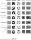 Fig. 07 - FABRICATION METHODS FOR 3D STRUCTURES BASED ON ROLLING-UP KIRIGAMI TECHNIQUES
