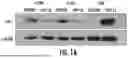 Fig. 02 - CONCURRENT TARGETING OF ONCOGENIC PATHWAYS TO ENHANCE CHEMOTHERAPY AND IMMUNOTHERAPY