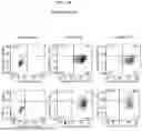 Fig. 53 - ANTIBODIES AGAINST TIM3 AND USES THEREOF