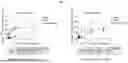 Fig. 82 - ANTIBODIES AGAINST TIM3 AND USES THEREOF