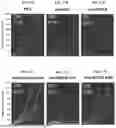Fig. 35 - EXTRACELLULAR VESICLE-ASO CONSTRUCTS TARGETING STAT6