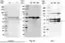 Fig. 02 - VACCINE COMPOSITIONS AND THEIR USE