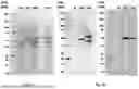 Fig. 03 - VACCINE COMPOSITIONS AND THEIR USE