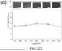 Fig. 06 - Graphitization of Electrospun Polyimide Nanofiber