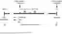 Fig. 22 - CANCER IMMUNOTHERAPY COMPOSITION CONTAINING INTERACTION INHIBITOR OF STING AND TRIM29 AS ACTIVE INGREDIENT