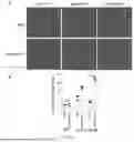 Fig. 09 - FUSION PROTEIN, AND PREPARATION METHOD THEREFOR AND USE THEREOF