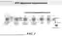 Fig. 02 - EPO RECEPTOR AGONISTS AND ANTAGONISTS