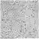 Fig. 01 - Establishment and suspension acclimation of CRFK adherent cell line, and its application