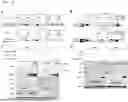 Fig. 28 - COMPOSITION FOR PREVENTING OR TREATING CANCER COMPRISING MSH2 OR MSH6 INHIBITOR AS ACTIVE INGREDIENT
