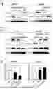 Fig. 32 - COMPOSITION FOR PREVENTING OR TREATING CANCER COMPRISING MSH2 OR MSH6 INHIBITOR AS ACTIVE INGREDIENT
