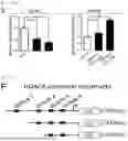 Fig. 33 - COMPOSITION FOR PREVENTING OR TREATING CANCER COMPRISING MSH2 OR MSH6 INHIBITOR AS ACTIVE INGREDIENT