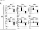 Fig. 35 - COMPOSITION FOR PREVENTING OR TREATING CANCER COMPRISING MSH2 OR MSH6 INHIBITOR AS ACTIVE INGREDIENT