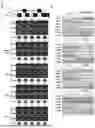 Fig. 37 - COMPOSITION FOR PREVENTING OR TREATING CANCER COMPRISING MSH2 OR MSH6 INHIBITOR AS ACTIVE INGREDIENT