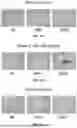 Fig. 02 - NOVEL METHODS FOR DECELLULARIZING EXTRACELLULAR MATRIX