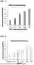 Fig. 02 - COMBINATION OF COMPOUNDS FOR TREATING VASCULAR DISEASES COMPRISING PDE5 INHIBITOR, ARGININE AND N-ACETYLCYSTEINE