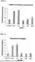 Fig. 05 - COMBINATION OF COMPOUNDS FOR TREATING VASCULAR DISEASES COMPRISING PDE5 INHIBITOR, ARGININE AND N-ACETYLCYSTEINE