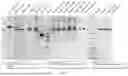 Fig. 04 - BISPECIFIC RECOMBINANT PROTEIN AND USE THEREOF