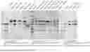 Fig. 05 - BISPECIFIC RECOMBINANT PROTEIN AND USE THEREOF