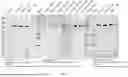 Fig. 06 - BISPECIFIC RECOMBINANT PROTEIN AND USE THEREOF
