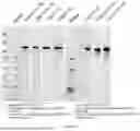 Fig. 07 - BISPECIFIC RECOMBINANT PROTEIN AND USE THEREOF