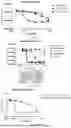 Fig. 11 - BISPECIFIC RECOMBINANT PROTEIN AND USE THEREOF