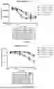 Fig. 12 - BISPECIFIC RECOMBINANT PROTEIN AND USE THEREOF