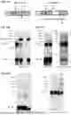 Fig. 22 - HEPATITIS C VIRUS E1/E2 HETERODIMERS AND METHODS OF PRODUCING SAME