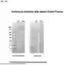 Fig. 19 - METHODS FOR MODULATING AN IMMUNE RESPONSE