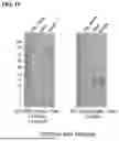 Fig. 37 - METHODS FOR MODULATING AN IMMUNE RESPONSE