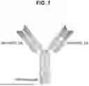 Fig. 02 - ANTI-HER2 ANTIBODIES AND METHODS OF USE THEREOF
