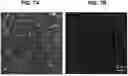 Fig. 08 - ANTI-HER2 ANTIBODIES AND METHODS OF USE THEREOF