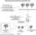Fig. 02 - CATALYTICALLY DEAD ENGINEERED PROTEINS