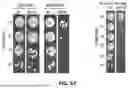 Fig. 85 - CATALYTICALLY DEAD ENGINEERED PROTEINS