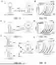 Fig. 08 - METHODS, COMPOSITIONS, AND DEVICES INVOLVING PSEUDOKNOT FORMATION