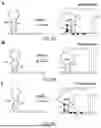 Fig. 09 - METHODS, COMPOSITIONS, AND DEVICES INVOLVING PSEUDOKNOT FORMATION