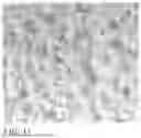 Fig. 10 - LOW DENSITY EDIBLE ANIMAL CHEWS AND METHODS OF MAKING SAME