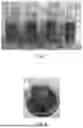 Fig. 07 - Oat-based dispersions, food products, and processes for making the same