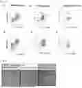 Fig. 04 - FETAL MACROPHAGE AND CELL PREPARATION