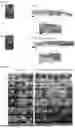 Fig. 09 - FETAL MACROPHAGE AND CELL PREPARATION