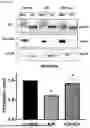 Fig. 04 - COMPOSITIONS AND METHODS FOR INHIBITING RHO KINASE
