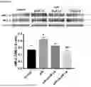 Fig. 06 - COMPOSITIONS AND METHODS FOR INHIBITING RHO KINASE